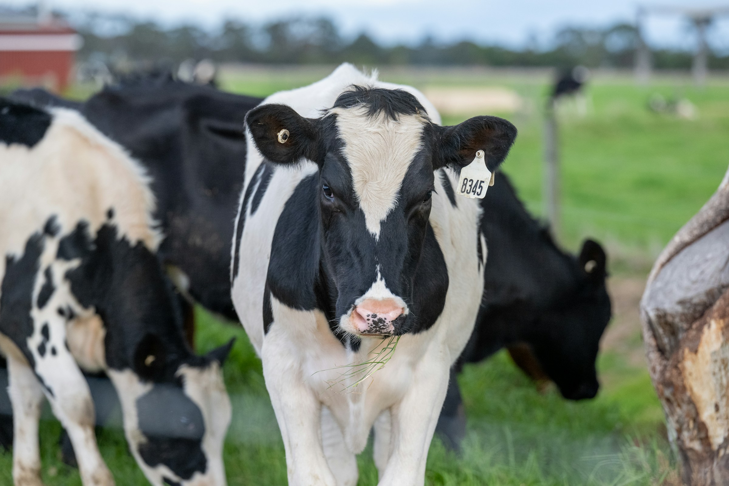 Vacas lecheras Holstein en pradera